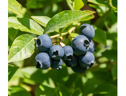 Голубика Ханна Чойс (Hannah's Choice), 1,5 л