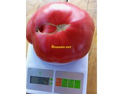 Томат Йошкин кот