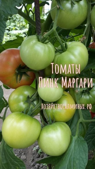 семена томаты "Пинк Маргари" 5 шт.