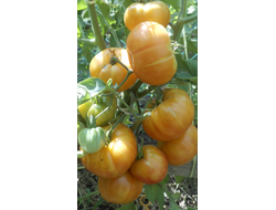 Томат Оаксаканская драгоценность (Oaxacan Jewel)