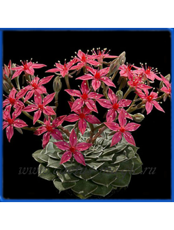 Graptopetallum bellum