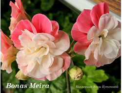 Bonas Meira фото