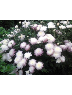 Хризантема корейская Незнакомка