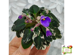 Н-Синий Лён (Н. Бердникова) 2015 г. трейлер