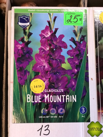 ГЛАДИОЛУС BLUE MOUNTAIN (№13) 1 луковица