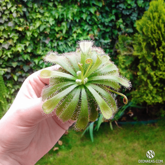 Drosera "Aliciae"