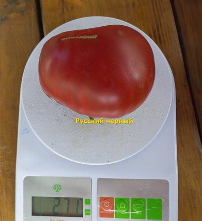 Томат Русский черный (Russian black)