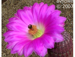 Echinocereus rigidissimus v.rubispinus L088 (Чехия) - 5 семян