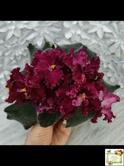 РМ-Black Cherry (Н. Скорнякова) 2022 г.