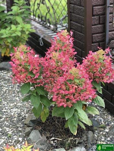 Гортензия метельчатая "Pastelgreen" (Пастель Грин)