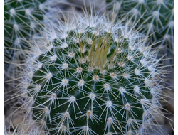 Eriocactus claviceps var. HU 500 (D=18-20mm)