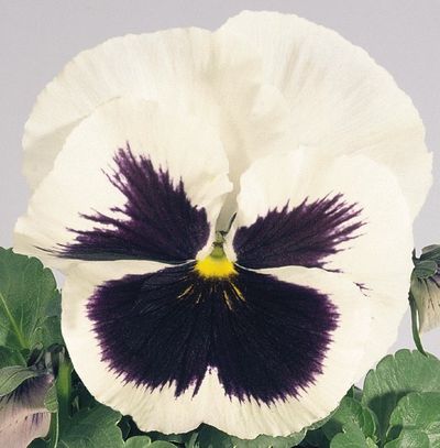 виола вайт. виола виттрока флоренция. виола крупноцветковая маммот. виола виттрока юпитер. виола рогатая грандиссимо роуз блотч.