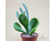 Kalanchoe Lady Finger - каланхоэ Леди Фингер, Каланхоэ Oricula Lady Finger, Большой Ух