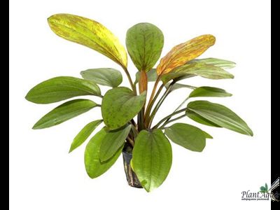 Эхинодорус Фаер Феникс (горшок)