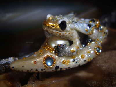 Мини-брошь с жемчугом и крылатой лягушкой "Царская бабочка, Дивная Зоренька"