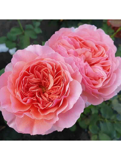 Каоликазали (Kaolikazali)