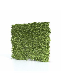 стриженые Арка 2 из кустарника стена