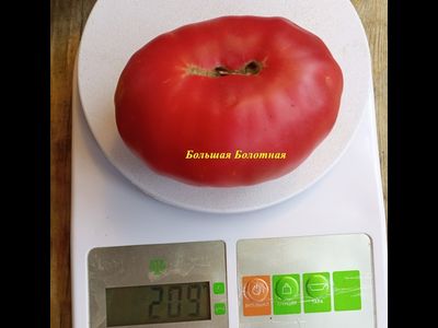 Томат Большая болотная (Grosse des Marais)