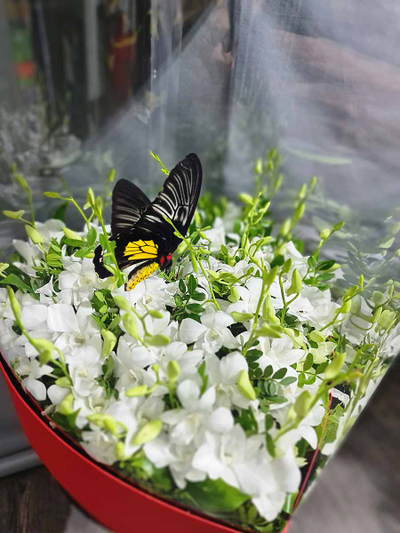 Большой букет с орхидей 201 шт. с большой бабочкой №111