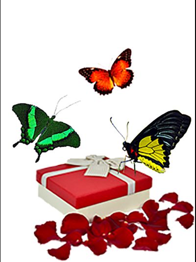 Салют из 3 бабочек