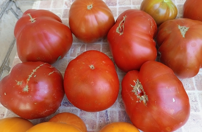 Томат Большая чёрная паста Кэрол Чико (Carol Chyko's Big Paste Black)