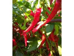 Перец сладкий Чудо паприка