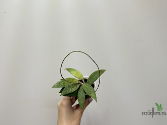 ⁠24/07/2025 Hoya sp. Bogor