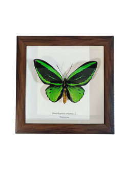 Птицекрыл  №1080