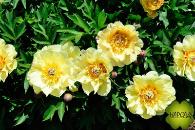 ПИОН ДРЕВОВИДНЫЙ ИТО-ГИБРИД "БОРДЕР ЧАРМ" зимовавший взрослый саженец