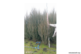 Можжевельник Блю Эрроу - фотография измерения саженца - красовский-сад.рф