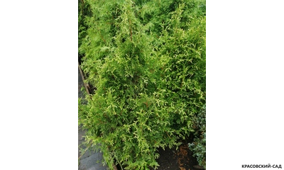 Туя Рекурвата - Recurvata