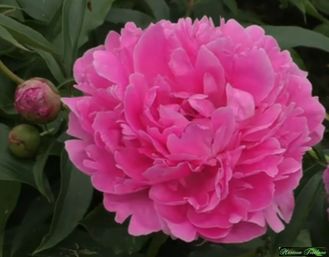 Пион Ясочка