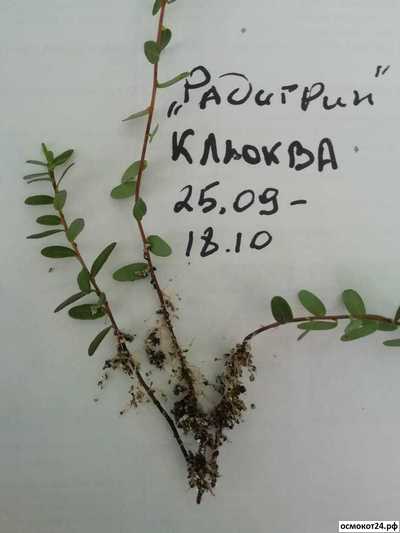 Радигрин Оранжевый