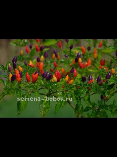 Перец острый NuMex Twilight, 10 шт