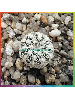 Gymnocalycium bruchii ssp. matznetteri P 214