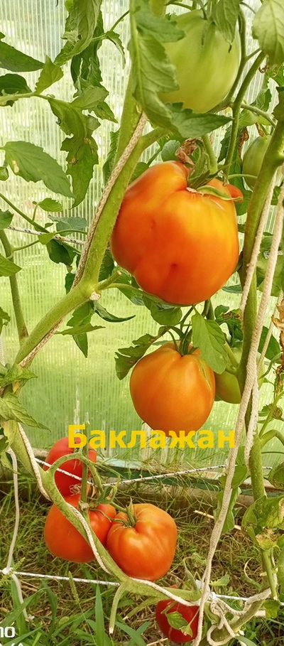 Томат Баклажан