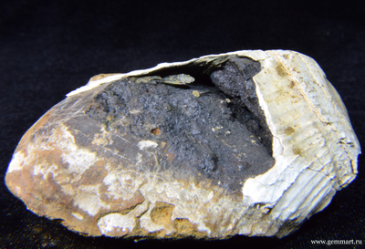 Керченит, барит на псиломелане, в полости ракушки. 86*57*43мм.