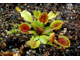 Dionaea muscipula Cupped trap