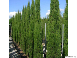 Кипарис Тотем - Totem