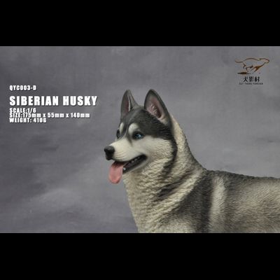 Сибирская хаски (серая) - Коллекционная ФИГУРКА 1/6 scale Husky (QYC003D) - QuanYingCun
