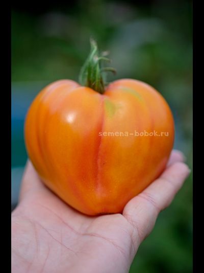 Томат Апельсиновое Манго, 10 шт