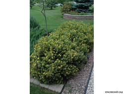 Лапчатка кустарниковая Манго Танго Купить Саженцы в Москве