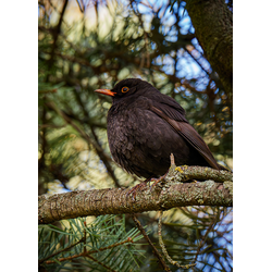 D0573 Черный дрозд