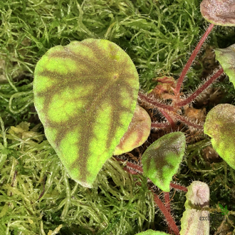 Бегония Quadrialata Nimbaensis