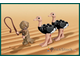 # 7570 Страусиные Бега / The Ostrich Race (2010)