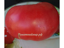 Томат Бой-бой (Boy-boy)