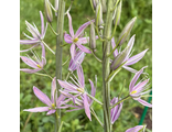 Camassia Sweet Candie
