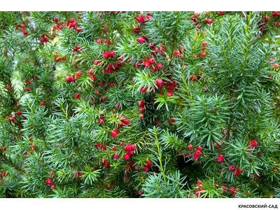 Тис Ягодный - Baccata