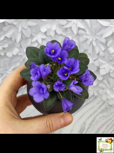 Rob's Twinkle Blue (R.Robinson)