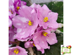 Rivermist Beguiling (J. Baker) (10971) 04/13/2018